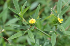 Stylosanthes guianensis